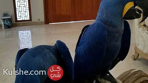 well trained Hyacinth Macaw Parrots For Sale - Image 1