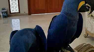 well trained Hyacinth Macaw Parrots For Sale