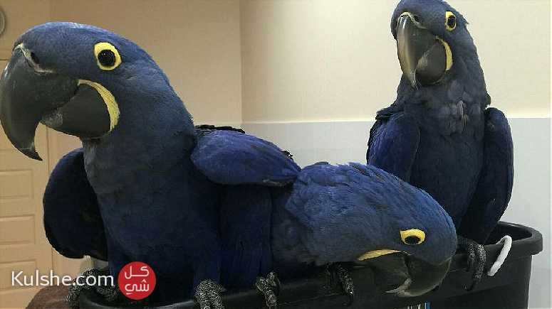 males and females Hyacinth Macaw Parrots for sale in UAE - Image 1