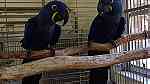 males and females Hyacinth Macaw Parrots for sale in UAE - صورة 2