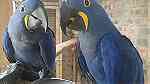 males and females Hyacinth Macaw Parrots for sale in UAE - صورة 3