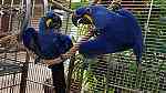 males and females Hyacinth Macaw Parrots for sale in UAE - Image 4