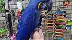 males and females Hyacinth Macaw Parrots for sale in UAE - صورة 5