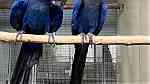 males and females Hyacinth Macaw Parrots for sale in UAE - Image 6