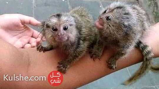 marmoset monkeys for sale in UAE - Image 1