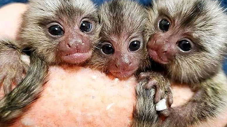 males and females marmoset monkeys for sale in UAE - Image 1