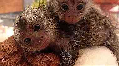 Pygmy marmoset monkeys for sale in UAE