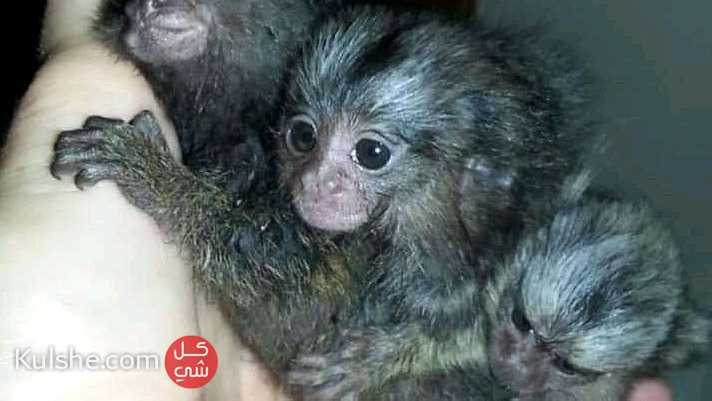 Finger marmoset monkeys for sale in UAE - صورة 1