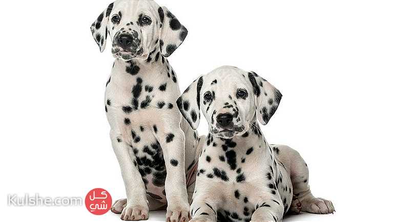 Male and Female Dalmatian Puppies - Image 1