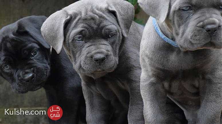 Cane Corso Puppies For Sale - صورة 1