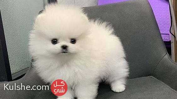 Trained Pomeranian Puppies for sale - Image 1