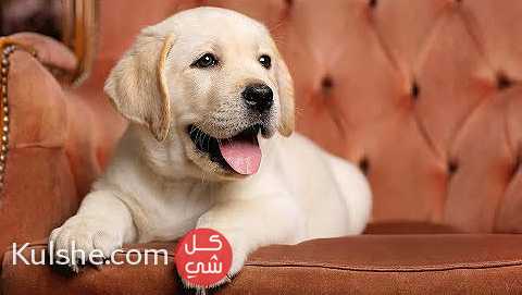Labrador Puppies For Sale - Image 1