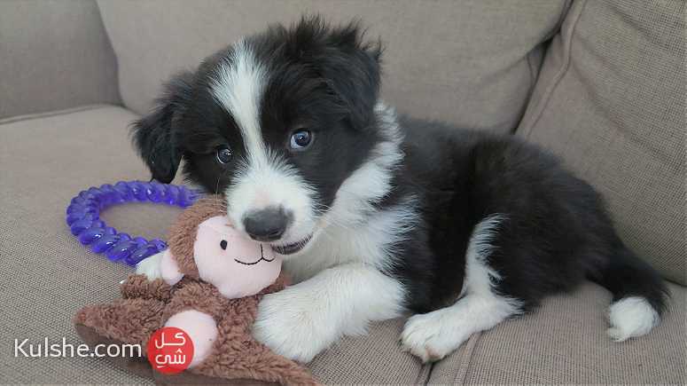 BORDER COLLIE PUPPIES FOR SALE - Image 1