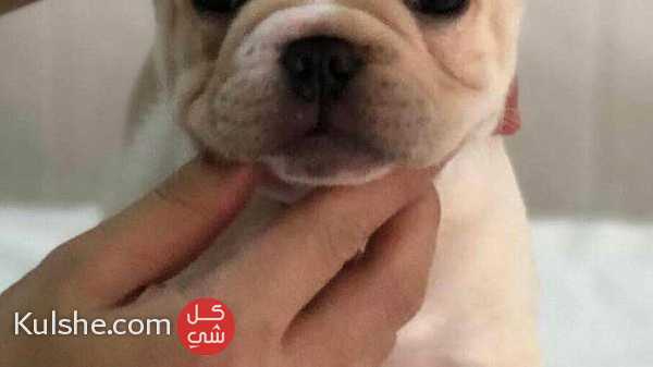 French Bulldog Puppies For Sale - Image 1