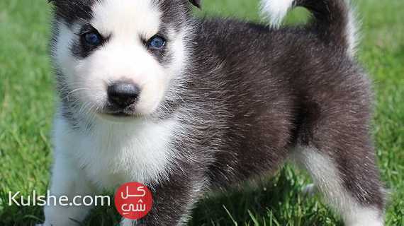 Siberian Husky puppies for sale - Image 1