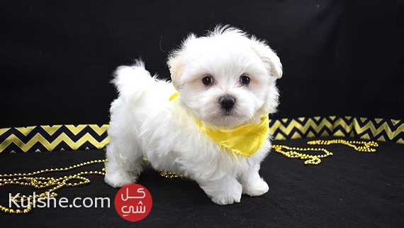 Male and Female Maltese puppies for sale - صورة 1