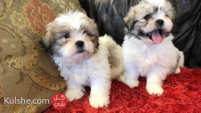 Shih tzu puppies Available For Sale - Image 1