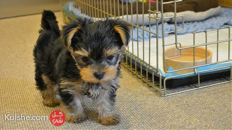 Yorkshire Terriers Puppies available for sale - صورة 1