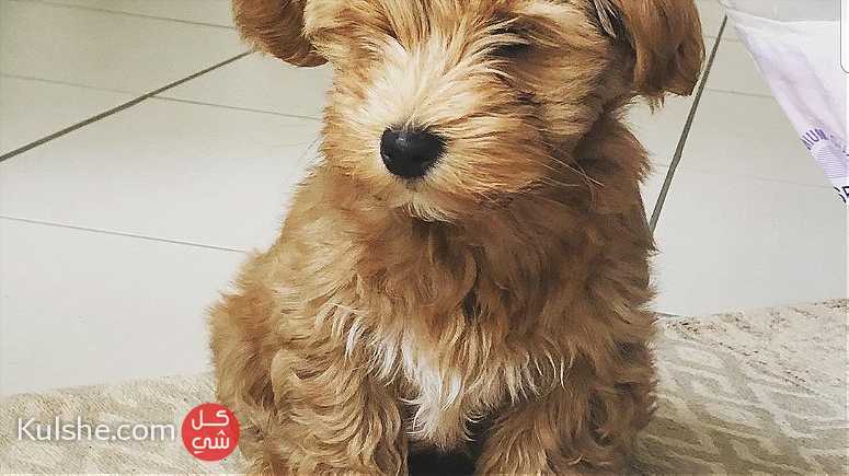 Pure breed Havanese puppies for sale - Image 1