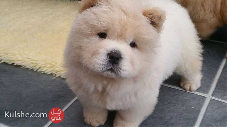 Chow chow puppies available for sale - Image 1