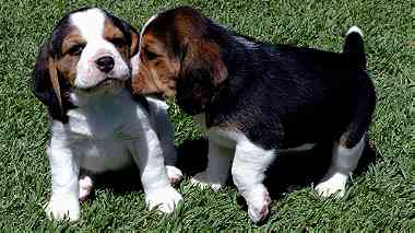 Beautiful Beagle Puppies for sale