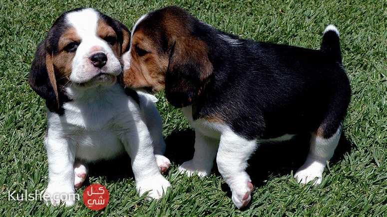 Beautiful Beagle Puppies for sale - صورة 1