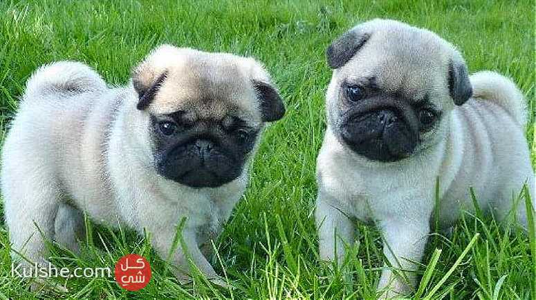 Trained Pug Puppies for sale - صورة 1