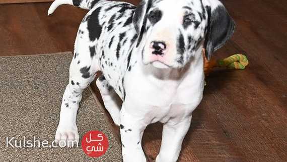 Great Dane Puppies for sale - Image 1