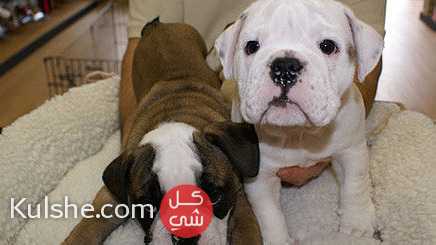 English Bulldogs Puppies for sale - Image 1