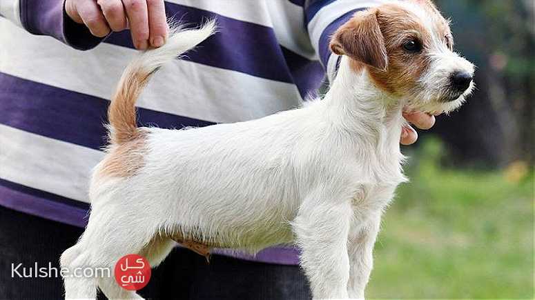 Russell Terriers for sale - Image 1