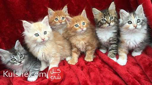 Pure Breed Maine Coon Kittens for sale - صورة 1