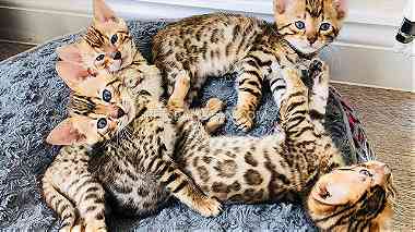 Male and Female Bengal kittens for sale