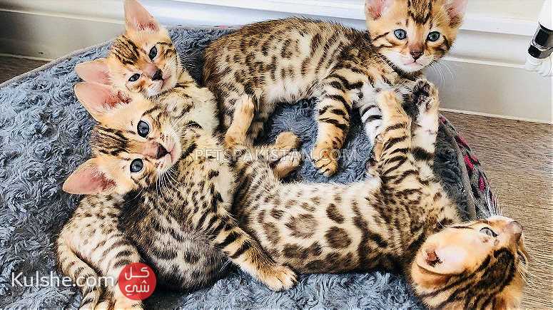 Male and Female Bengal kittens for sale - صورة 1