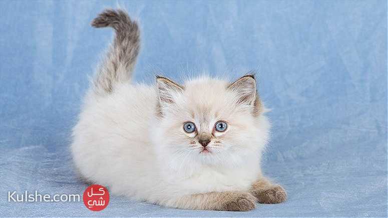 Sweet Ragdoll Kittens for sale - Image 1