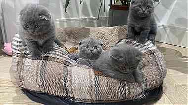 Adorable Scottish Fold Kittens for sale