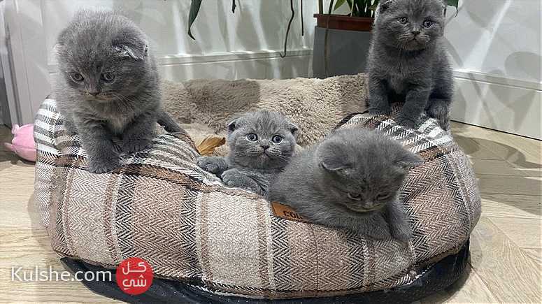 Adorable Scottish Fold Kittens for sale - صورة 1