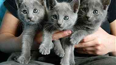 Lovely Russian Blue Kittens for sale