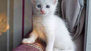 Turkish Angora Kittens for sale