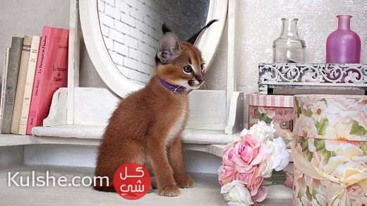 Caracal Kittens for Sale - Image 1