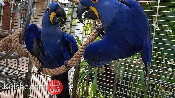 Lovely and Healthy Hyacinth Macaw Parrots for sale - صورة 1