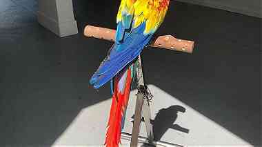 Adorable Scarlet Macaw Parrots for sale