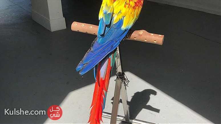 Adorable Scarlet Macaw Parrots for sale - صورة 1