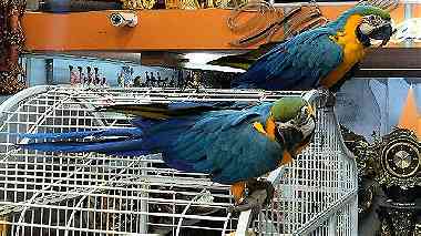Healthy Blue and Gold Macaw Parrots for sale