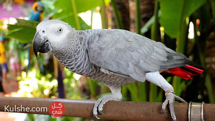 Precious African Grey Parrots for sale - صورة 1