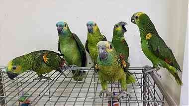 Gorgeous Amazon Parrots for sale