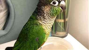 Green-cheeked parakeet  Parrots For Sale