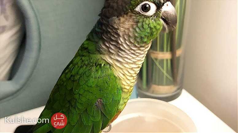 Green-cheeked parakeet  Parrots For Sale - صورة 1