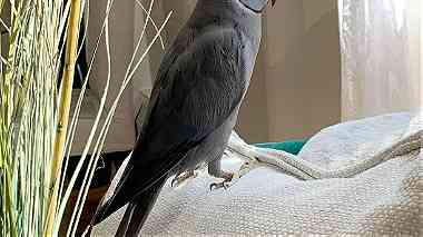 Indian Ring Neck  Parrots For Sale