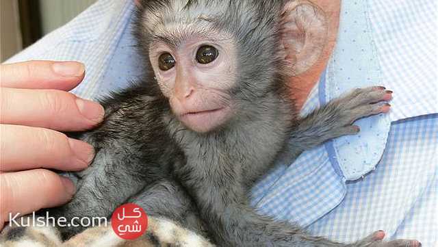 Cute Capuchin Monkeys for Sale - Image 1