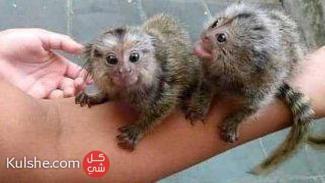 Finger Marmoset Monkeys for sale - Image 1
